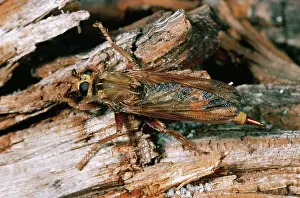 Robber: ROBBER FLY