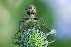 Robber: Robber Fly