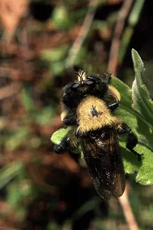 Brachycera: Robber Fly