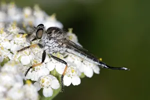 Robber: Robber Fly