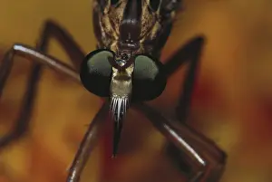 Sense: Robber Fly