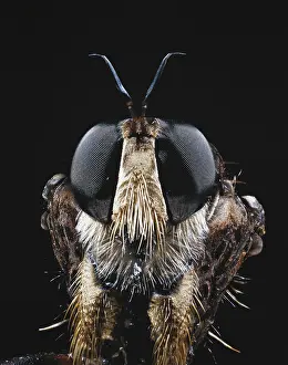Sense: Robber Fly