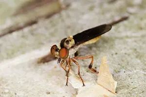 Robber: Robber Fly