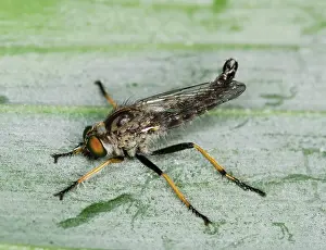 Robber: Robber Fly