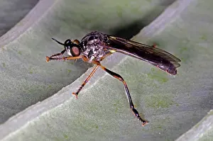 Robber: Robber Fly