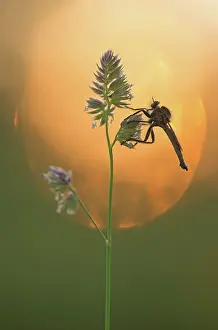 Panicle: Robber fly (Asilidae) sits in the warm backlight