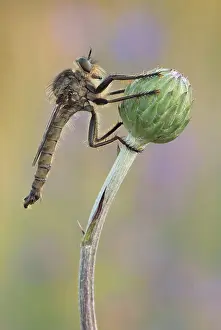 Robber: Robber fly (Asilidae) sitting on a bud in warm light