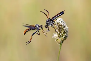Robber: Robber fly (Asilidae sp), Parade of a couple in