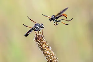 Robber: Robber fly (Asilidae sp), Parade of a couple in