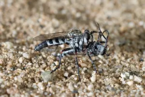 Robber: Robber Fly Cannibalism