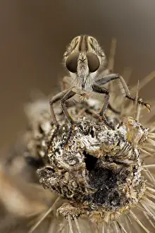 Robber: Robber fly - feeding on leafhopper