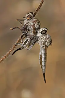 Robber: Robber fly - feeding on robber fly showing cannibalism