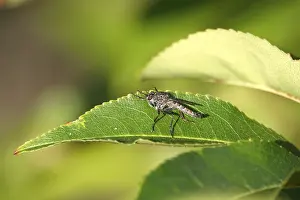 Flying Insects: Robber fly on a leaf, summer, Germany