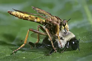 Robber: Robber Fly with prey