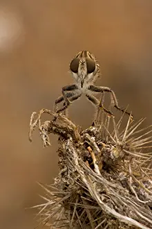 Robber: Robber fly (prob Efferia spp) - Family Asilidae