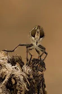 Robber: Robber fly (prob Efferia spp) - Family Asilidae - Arizona U
