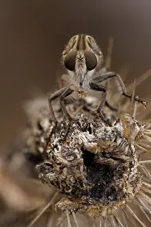Robber: Robber fly (prob Efferia spp) feeding on leafhopper - Famil