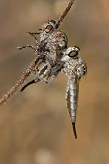 Robber: Robber fly (prob Efferia spp) feeding on robber fly - Famil
