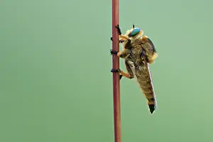 Robber: Robber fly (Promachus leoninus) resting on stem