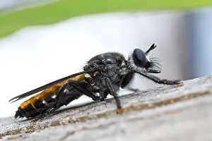 Flava: Robberfly