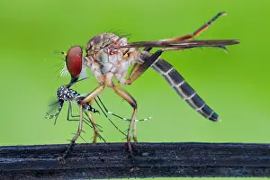 Mosquito: Robberfly (Asilidae) eating asian tiger mosquito
