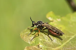 Robber: Robberfly (Dioctria hyalipennis). Molslaboratoriet