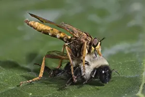 Asilidae: Robberfly Eating a Bumblee Bee, Diogmites neoternatus