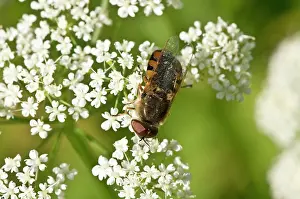 Umbel: Robberfly, Odontomyia ornata. Allindelille Fredskov