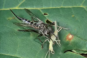 Robber: Robberfly with prey