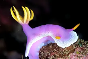 Gill: Robe Hem Hypseldoris Nudibranch