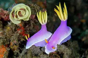 Gill: Robe Hem Hypselodoris Nudibranch with egg spiral