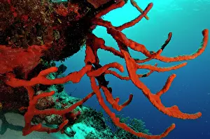 Poriferas: Robe Sponges