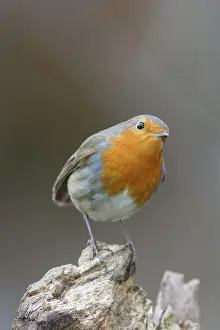 Flycatcher: Robin