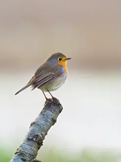 Erithacus: Robin