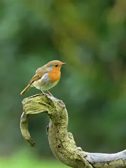 Erithacus: Robin