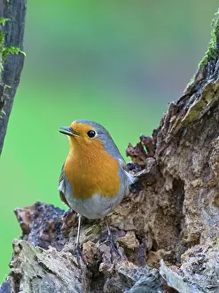 Erithacus: Robin