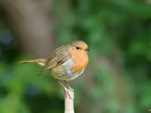 Geoff Du Feu: Robin