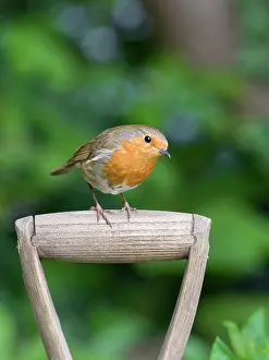 Geoff Du Feu: Robin