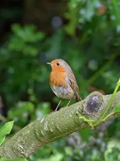 Geoff Du Feu: Robin