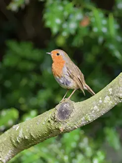 Geoff Du Feu: Robin