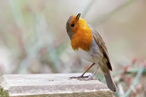 Stance: Robin - adult in aggressive posture singing