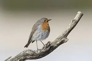 280917: Robin - adult bird perched on twig - Sweden