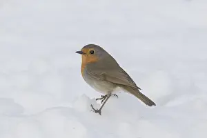 280917: Robin - adult bird in snow - Sweden