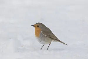 280917: Robin - adult bird in snow - Sweden
