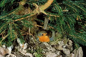 R T Smith: Robin - adult brooding at nest