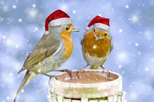 161118: Robin, two adults perched on plant pot wearing