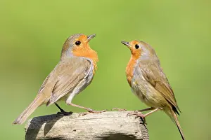 Handles: Robin - Two adults perched on wooden garden fork handle