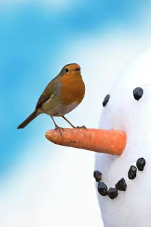 Snowman: Robin on carrot nose of snowman
