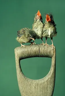 Handle: Robin - three chicks on spade handle singing
