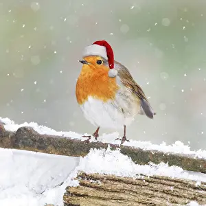090819: Robin, with Christmas hat on snowy gate 008001